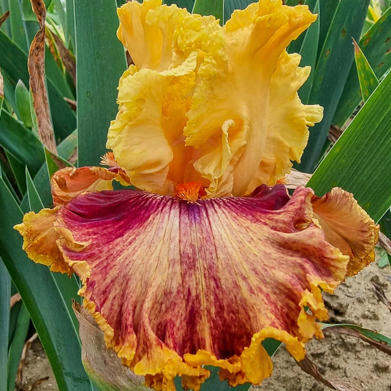 Italian Master Bearded Iris Seeds